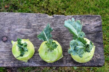 the vegetable known as kohlrabi