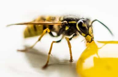 Wasp eating liquid