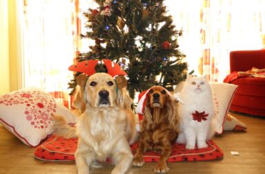 holiday pets