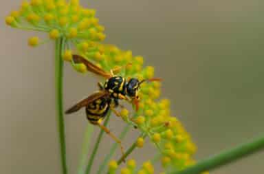 wasp on a flower