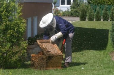 bees bee lady apiarist