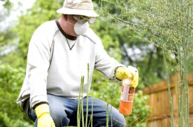 Man fertilizing and applying pesticide spray on plants in his garden