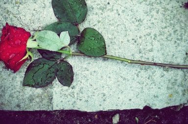 rose on a grave