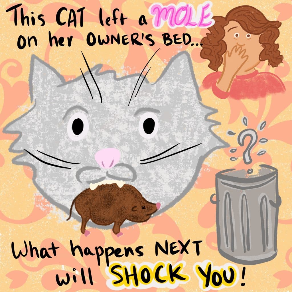 This cat left a mole on her owner's bed... what happens next will SHOCK you! Image shows cat with a mole in their mouth, with a disgusted owner standing near a trash can with a giant question mark over it.