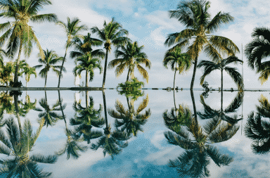 Palm trees by the ocean