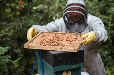 White man keeping bees in his backyard for honey