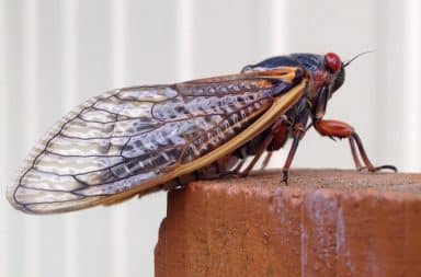 cicada