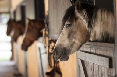 horses in the barn