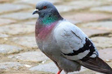 pigeon