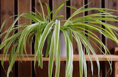 spider plant