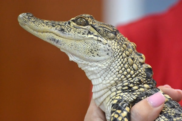Baby alligator held by human hand