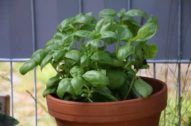 green potted basil plant