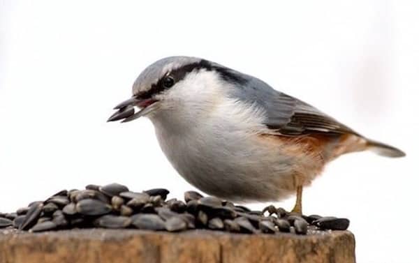 Bird eating