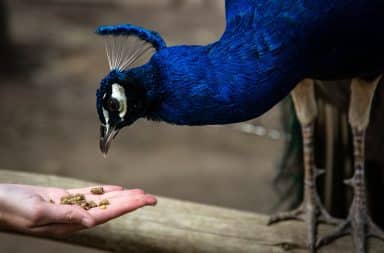 Bird feeding from hand