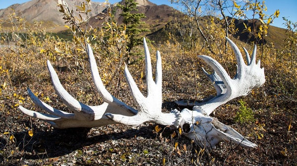 Bull moose skull