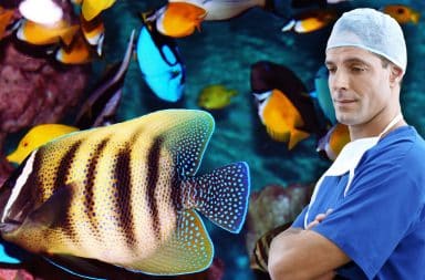 dentist doctor fish tank