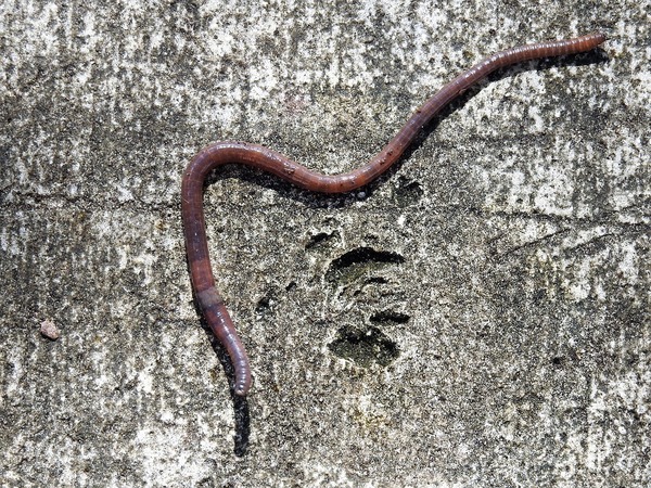 American earthworm