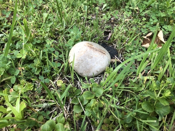 Stone in yard