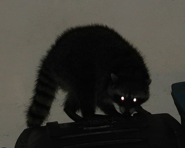 Raccoon at night