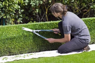 trimming plants