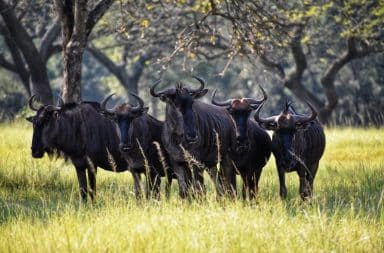 wildebeest