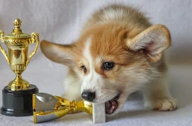 dog with an award