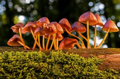 mushrooms