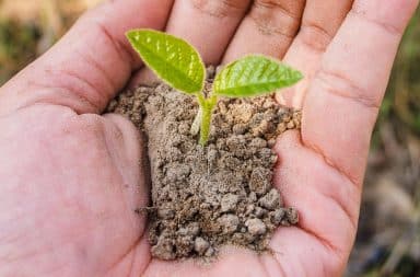 growing a hand plant