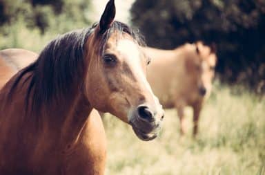 Horse in pen