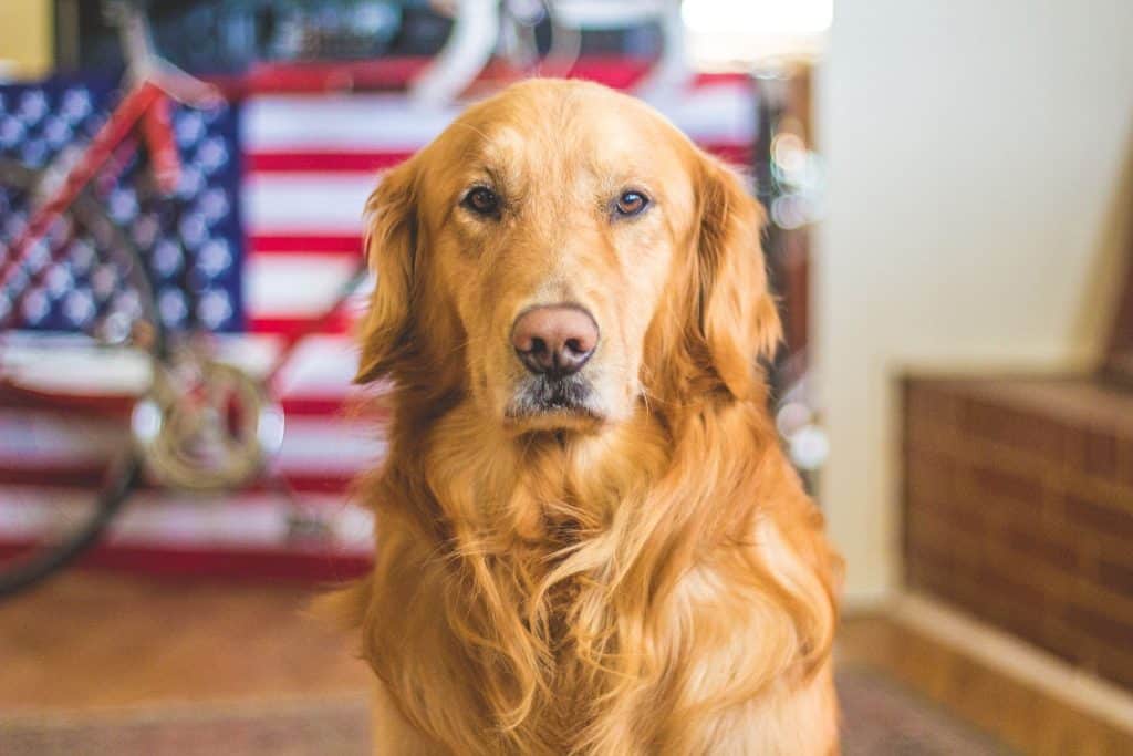 A dog with golden blonde hair looks into the camera with a bicycle and US flag in the background.