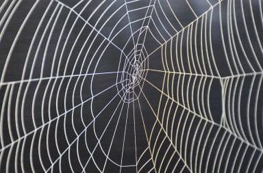 spider web