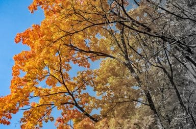 foliage gets grey