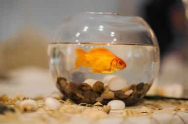 goldfish bowl