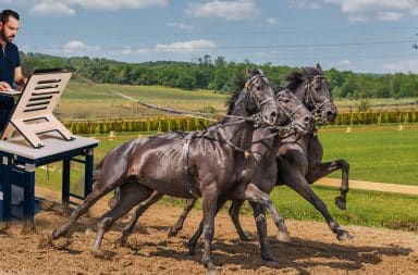 standing desk drawn by horses