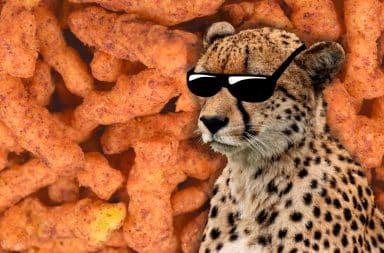 the cool cheetah