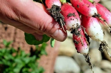 farm fresh veggies