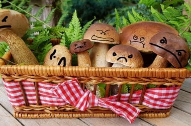 the mushrooms are angry