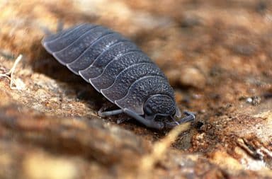 pillbug