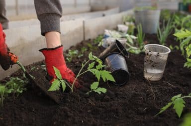 planting some plants in the garden