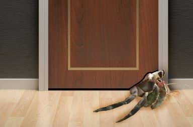 hermit crab under a door