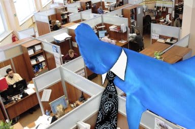 shark in the office
