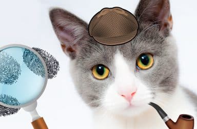 cat investigator