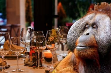 ape in the restaurant