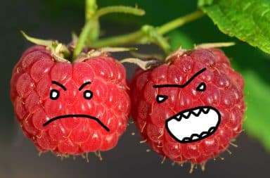 nasty mean raspberries