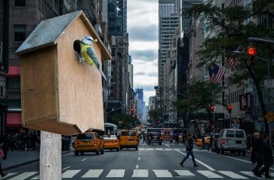 birdhouse NYC