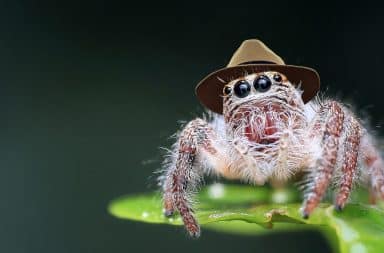 spider hat
