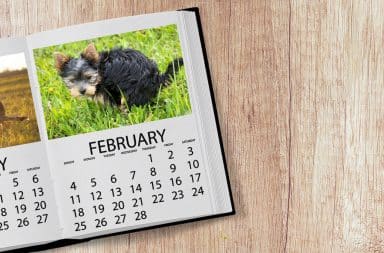 dogs pooping in the calendar