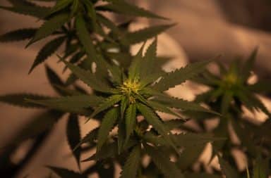 Feminized hemp seeds