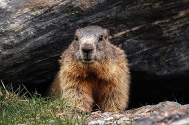 groundhog