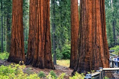 the big trees, the sequoias